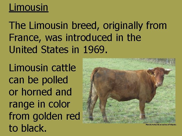 Limousin The Limousin breed, originally from France, was introduced in the United States in