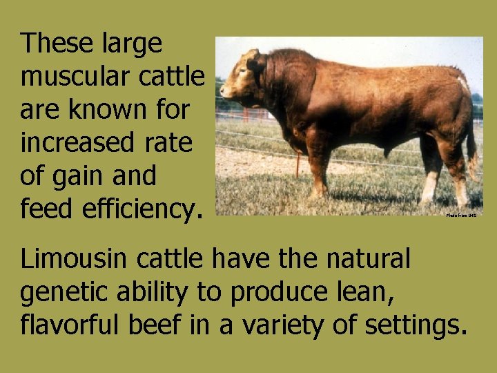 These large muscular cattle are known for increased rate of gain and feed efficiency.