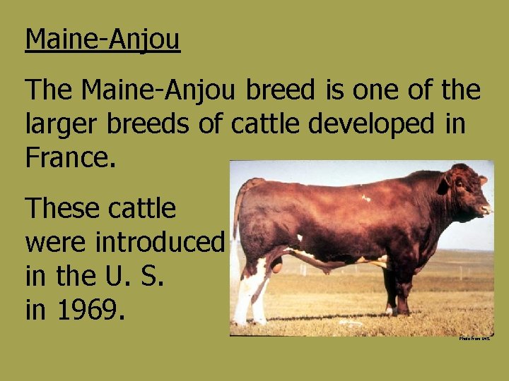 Maine-Anjou The Maine-Anjou breed is one of the larger breeds of cattle developed in