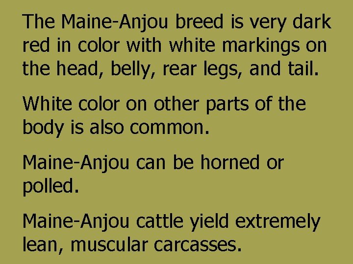 The Maine-Anjou breed is very dark red in color with white markings on the