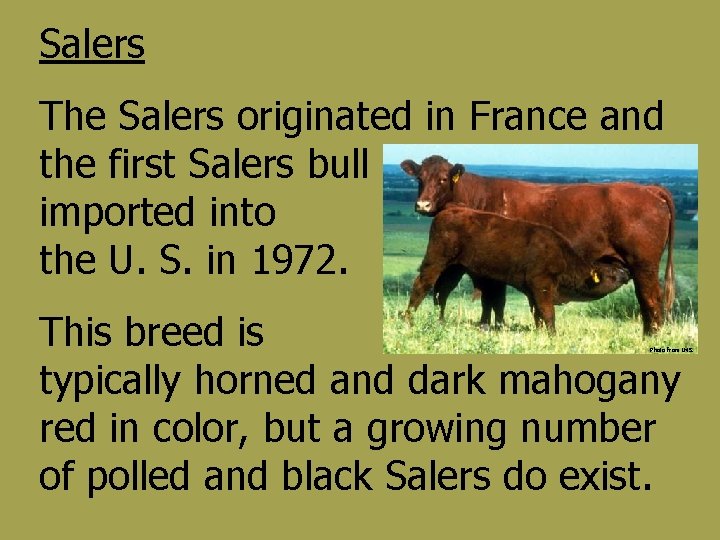 Salers The Salers originated in France and the first Salers bull was imported into