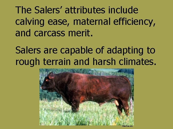 The Salers’ attributes include calving ease, maternal efficiency, and carcass merit. Salers are capable