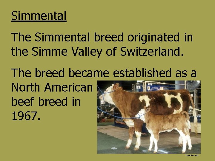 Simmental The Simmental breed originated in the Simme Valley of Switzerland. The breed became