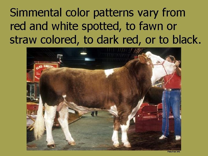 Simmental color patterns vary from red and white spotted, to fawn or straw colored,