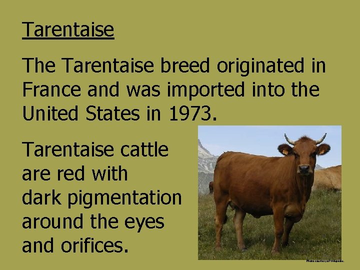 Tarentaise The Tarentaise breed originated in France and was imported into the United States