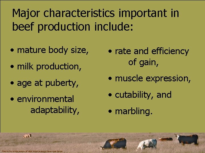 Major characteristics important in beef production include: • mature body size, • milk production,