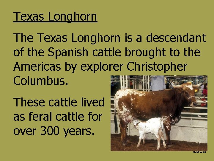 Texas Longhorn The Texas Longhorn is a descendant of the Spanish cattle brought to