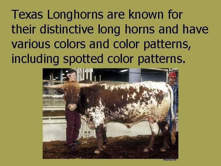 Texas Longhorns are known for their distinctive long horns and have various colors and