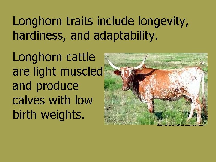 Longhorn traits include longevity, hardiness, and adaptability. Longhorn cattle are light muscled and produce