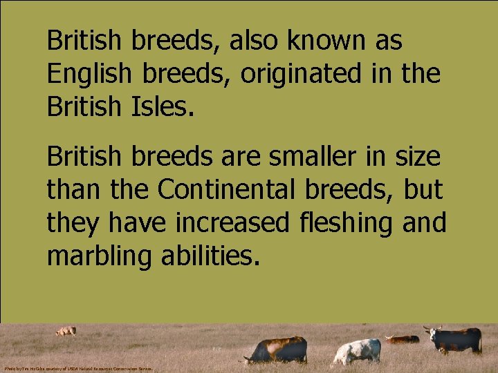 British breeds, also known as English breeds, originated in the British Isles. British breeds