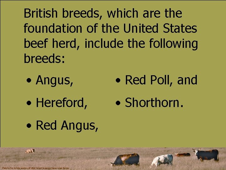 British breeds, which are the foundation of the United States beef herd, include the