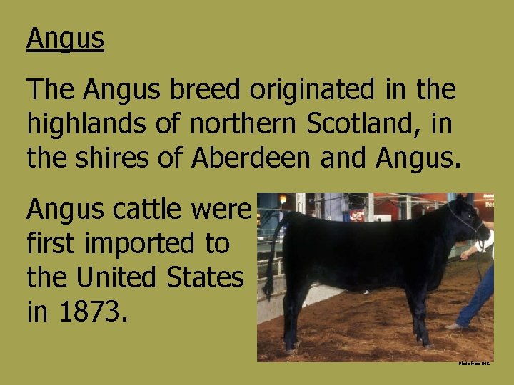 Angus The Angus breed originated in the highlands of northern Scotland, in the shires