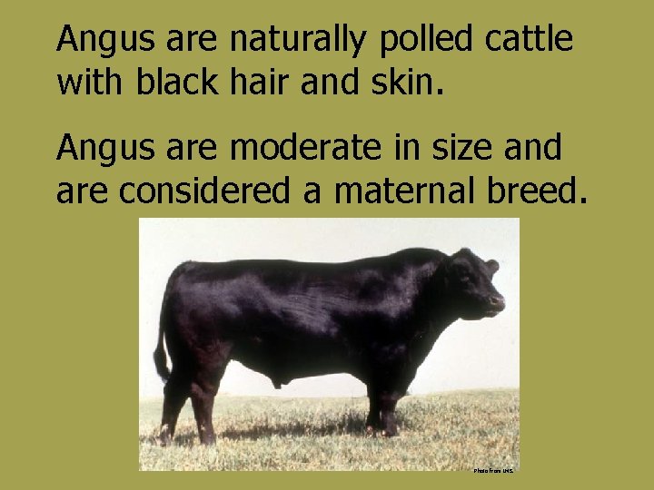 Angus are naturally polled cattle with black hair and skin. Angus are moderate in