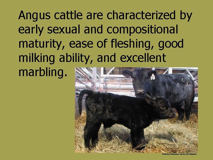 Angus cattle are characterized by early sexual and compositional maturity, ease of fleshing, good