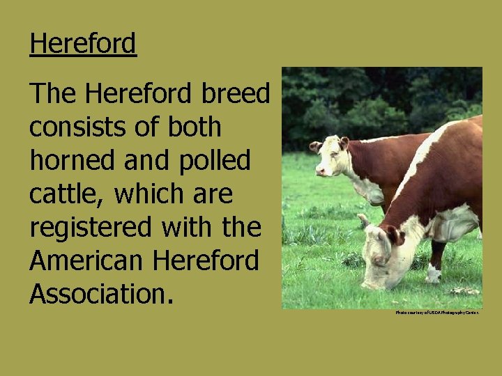 Hereford The Hereford breed consists of both horned and polled cattle, which are registered