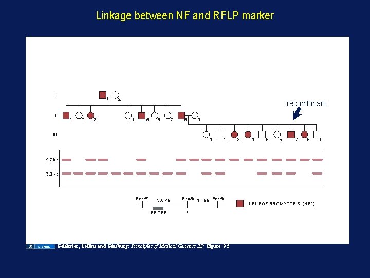 Linkage between NF and RFLP marker I 1 II 1 2 3 2 recombinant