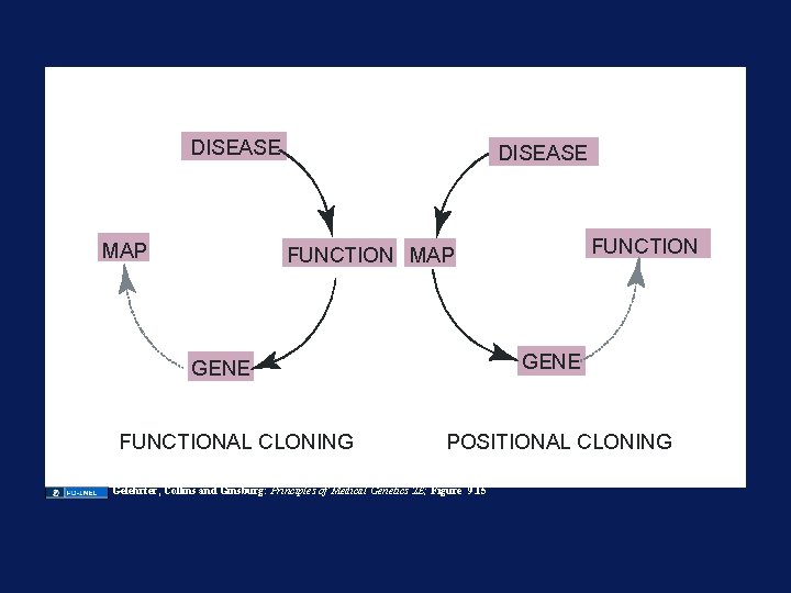 DISEASE MAP DISEASE FUNCTION MAP GENE FUNCTIONAL CLONING POSITIONAL CLONING Gelehrter, Collins and Ginsburg: