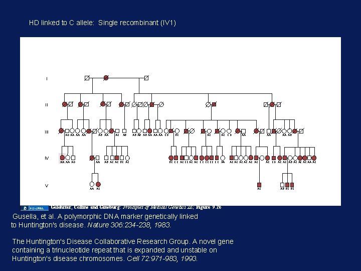 HD linked to C allele: Single recombinant (IV 1) I II IV V AD