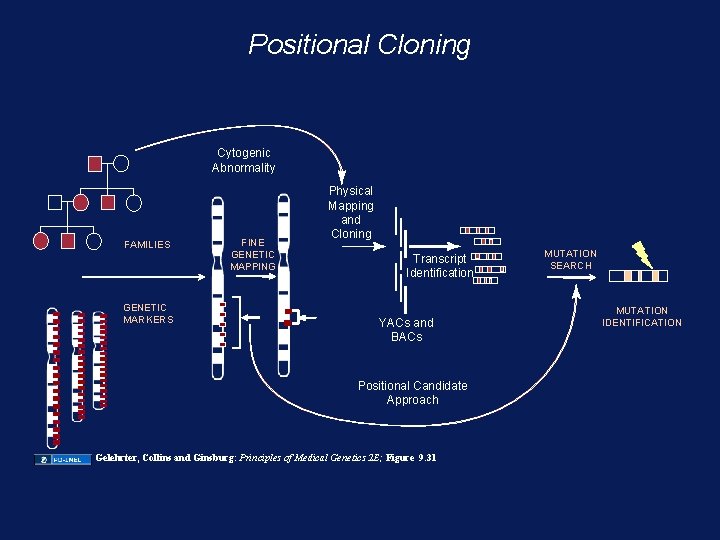 Positional Cloning Cytogenic Abnormality FAMILIES GENETIC MARKERS FINE GENETIC MAPPING Physical Mapping and Cloning