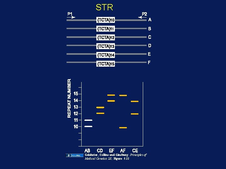 STR Gelehrter, Collins and Ginsburg: Principles of Medical Genetics 2 E; Figure 5. 22