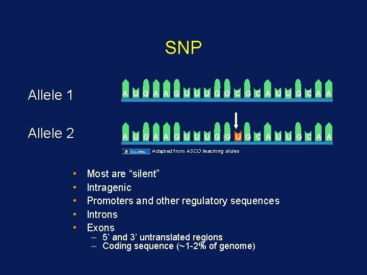 SNP Allele 1 A U G A A G U U U G G