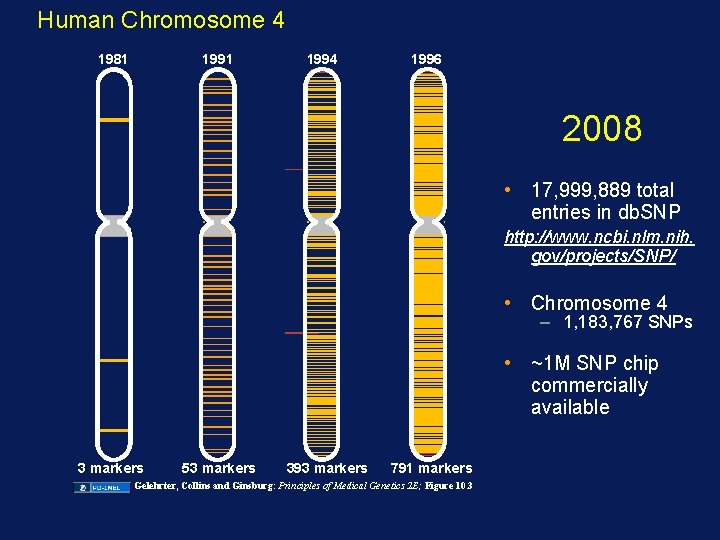 Human Chromosome 4 1981 1994 1996 2008 • 17, 999, 889 total entries in