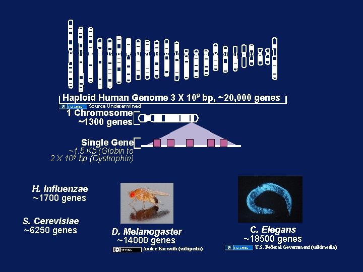 Haploid Human Genome 3 X 109 bp, ~20, 000 genes Source Undetermined 1 Chromosome