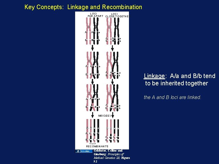 Key Concepts: Linkage and Recombination LOCI FAR APART CLOSE TOGETHER A Aa a B