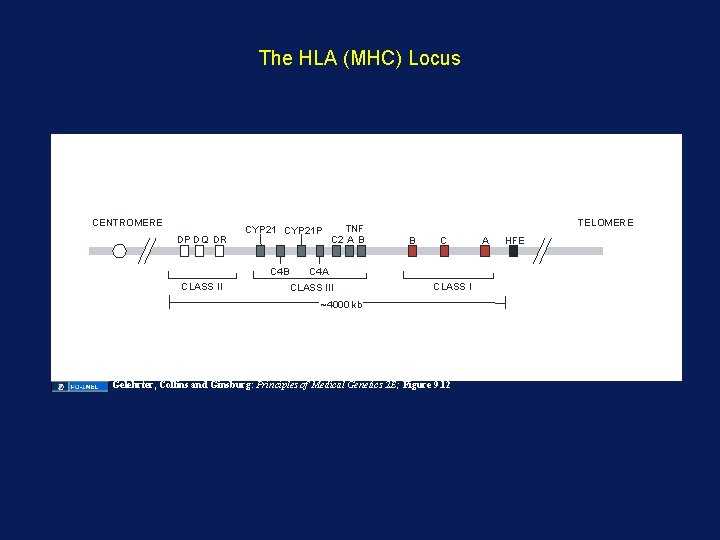 The HLA (MHC) Locus CENTROMERE DP DQ DR CYP 21 P C 4 B