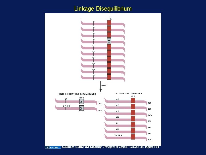 Linkage Disequilibrium HFE A 2 A 1 A 3 X A 11 A 24