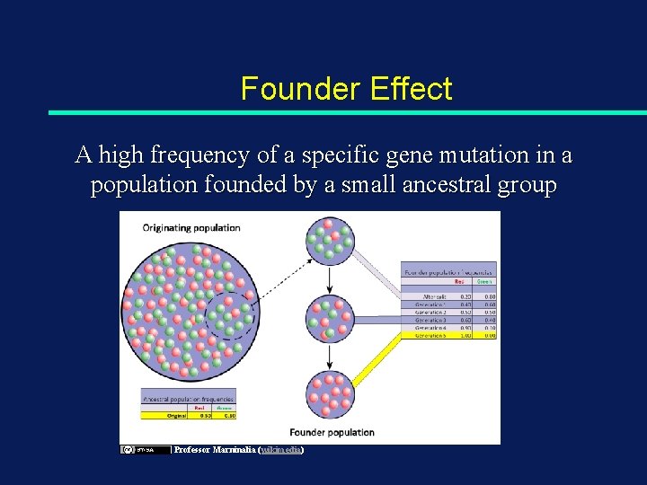 Founder Effect A high frequency of a specific gene mutation in a population founded