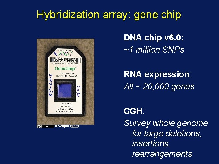 Hybridization array: gene chip DNA chip v 6. 0: ~1 million SNPs RNA expression: