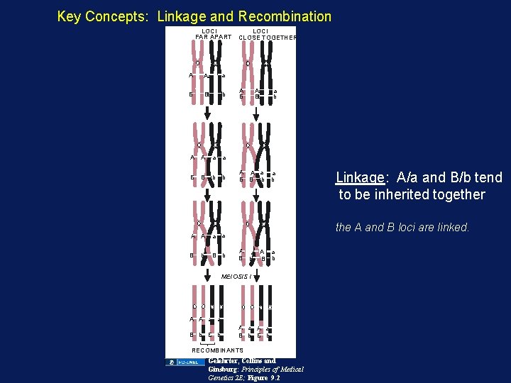 Key Concepts: Linkage and Recombination LOCI FAR APART A Aa a B Bb b