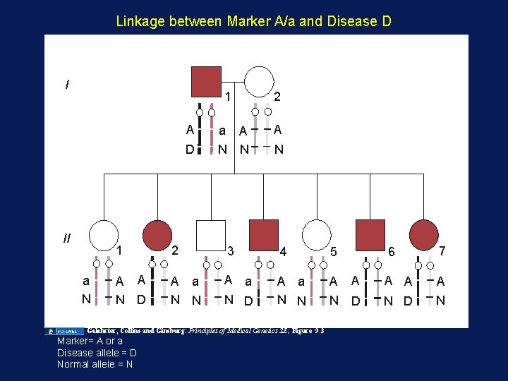 Linkage between Marker A/a and Disease D I 1 A D II a N