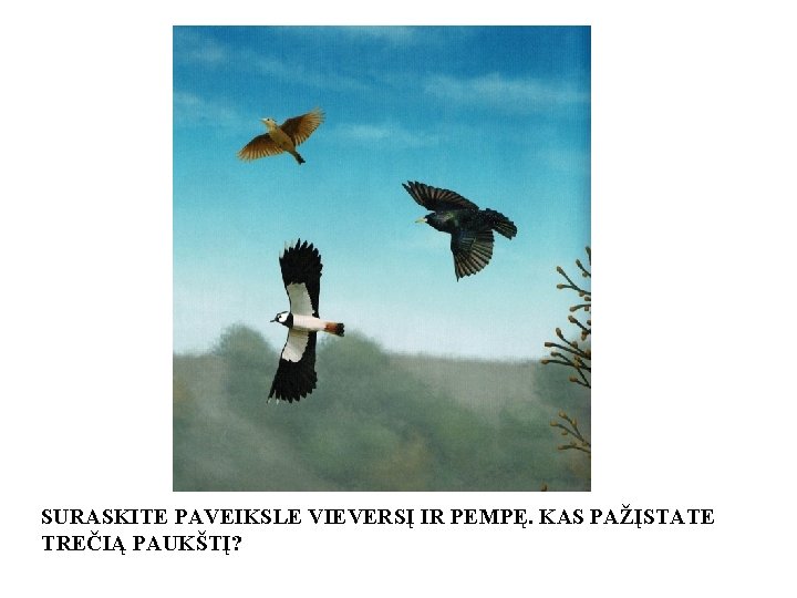 SURASKITE PAVEIKSLE VIEVERSĮ IR PEMPĘ. KAS PAŽĮSTATE TREČIĄ PAUKŠTĮ? 