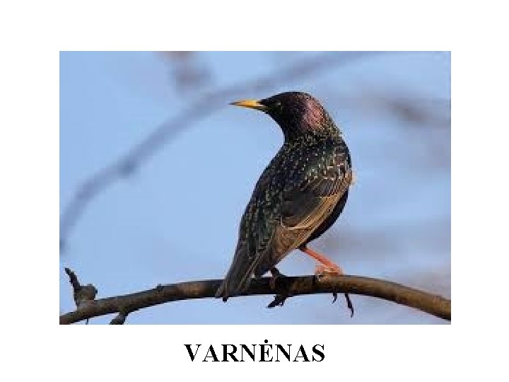 VARNĖNAS 
