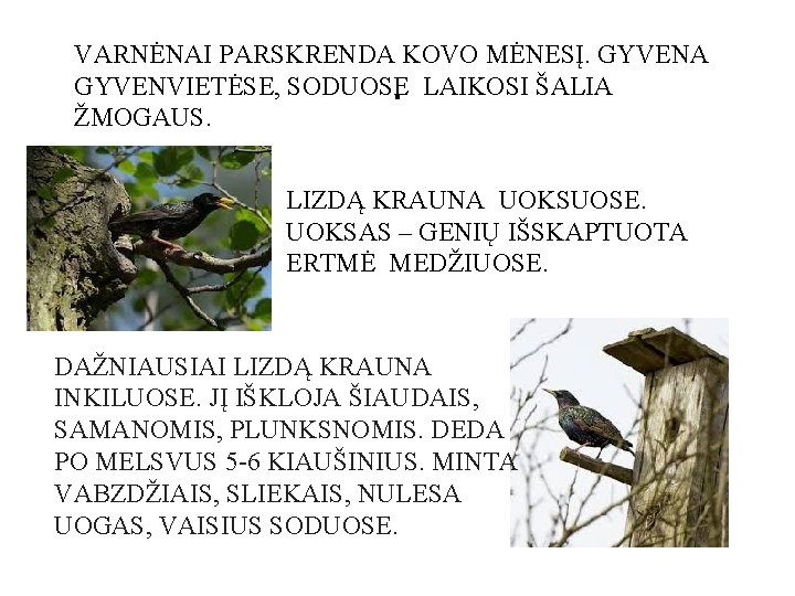 VARNĖNAI PARSKRENDA KOVO MĖNESĮ. GYVENA GYVENVIETĖSE, SODUOSE LAIKOSI ŠALIA ŽMOGAUS. . • . LIZDĄ