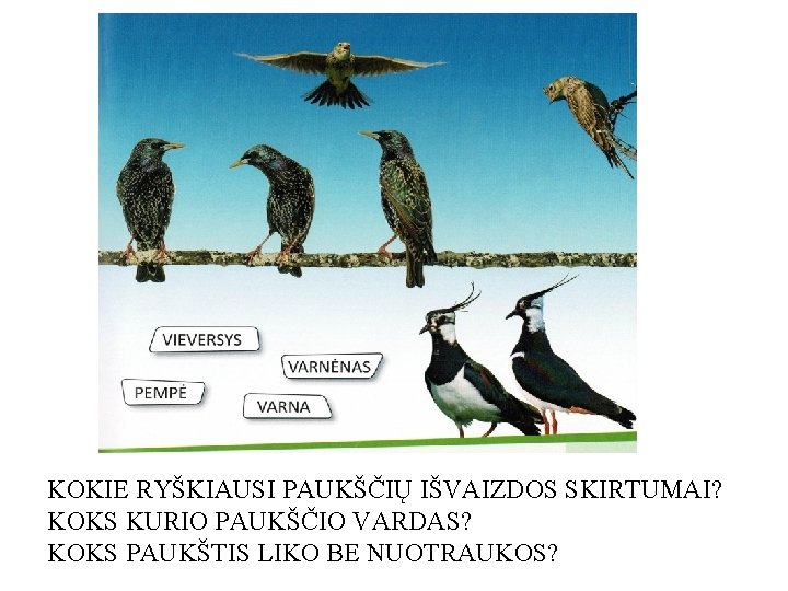 KOKIE RYŠKIAUSI PAUKŠČIŲ IŠVAIZDOS SKIRTUMAI? KOKS KURIO PAUKŠČIO VARDAS? KOKS PAUKŠTIS LIKO BE NUOTRAUKOS?