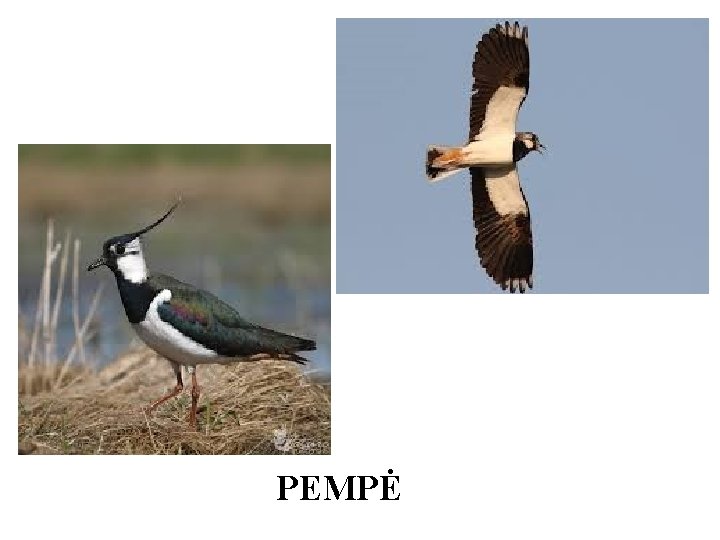 PEMPĖ 