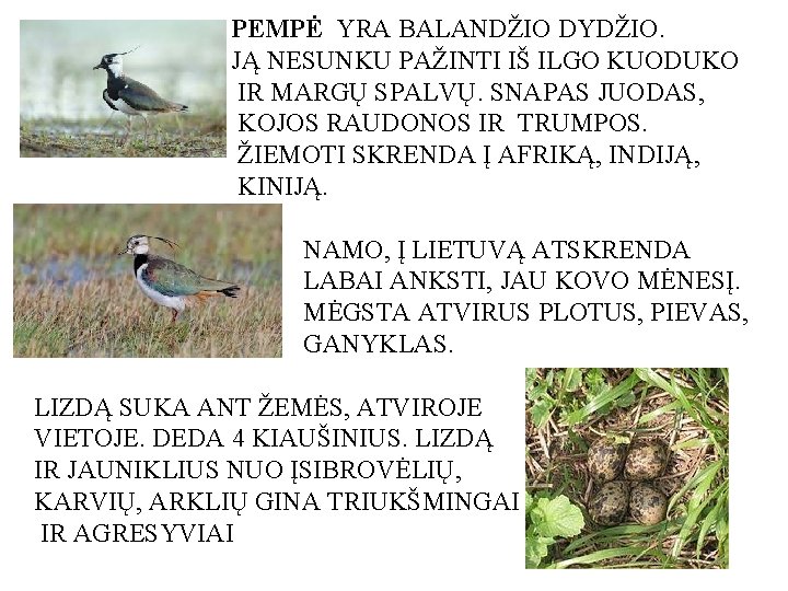 PEMPĖ YRA BALANDŽIO DYDŽIO. JĄ NESUNKU PAŽINTI IŠ ILGO KUODUKO IR MARGŲ SPALVŲ. SNAPAS