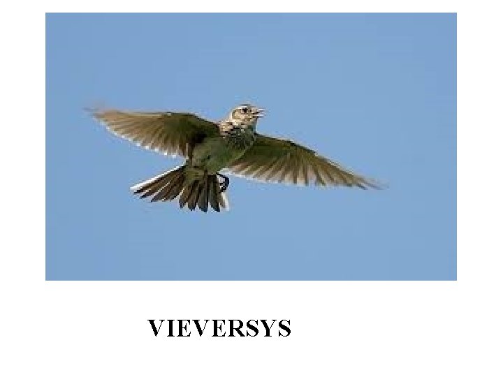 VIEVERSYS 