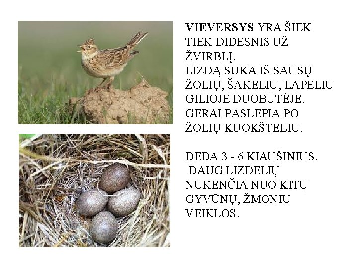 VIEVERSYS YRA ŠIEK TIEK DIDESNIS UŽ ŽVIRBLĮ. LIZDĄ SUKA IŠ SAUSŲ ŽOLIŲ, ŠAKELIŲ, LAPELIŲ
