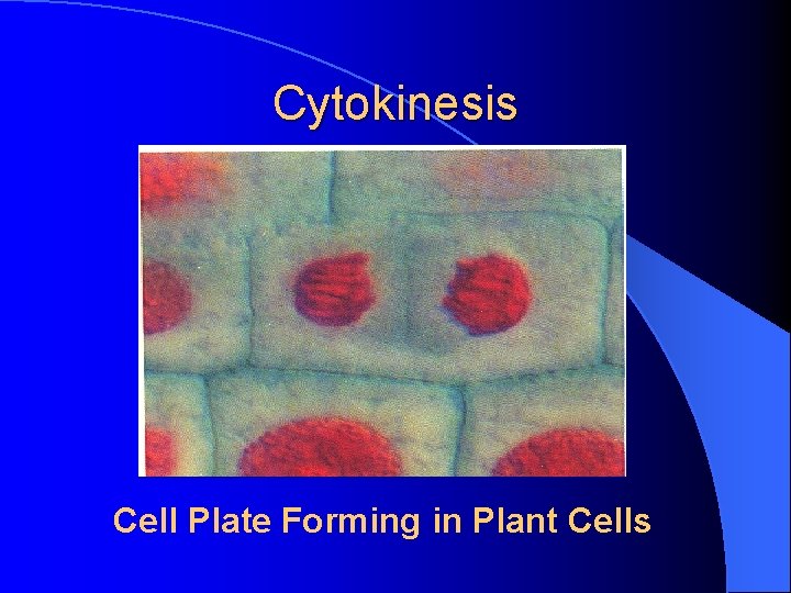 Cytokinesis Cell Plate Forming in Plant Cells 