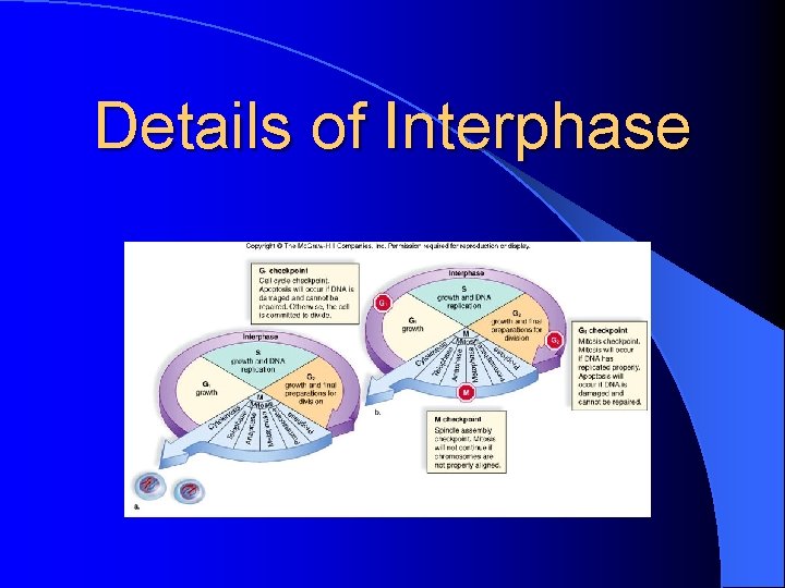 Details of Interphase 