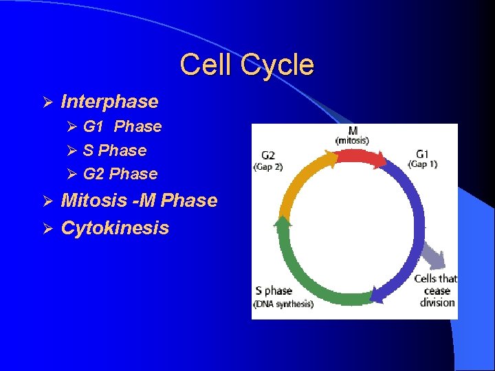 Cell Cycle Ø Interphase Ø G 1 Phase Ø S Phase Ø G 2