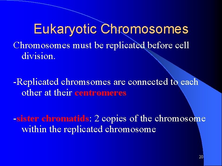 Eukaryotic Chromosomes must be replicated before cell division. -Replicated chromsomes are connected to each