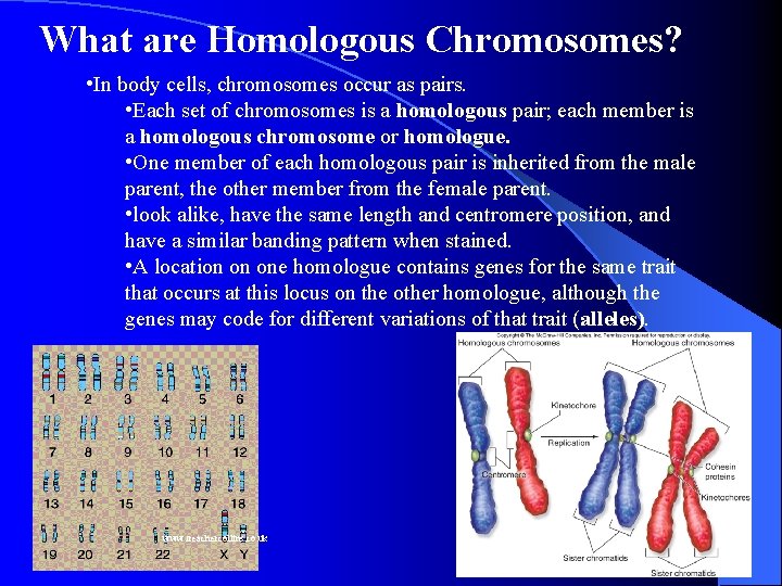 What are Homologous Chromosomes? • In body cells, chromosomes occur as pairs. • Each