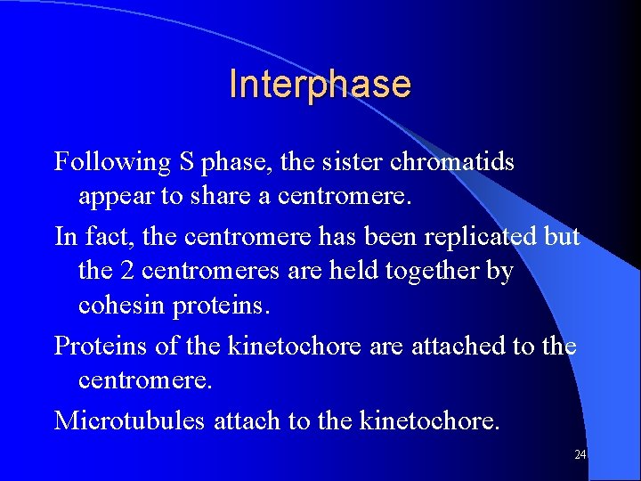 Interphase Following S phase, the sister chromatids appear to share a centromere. In fact,