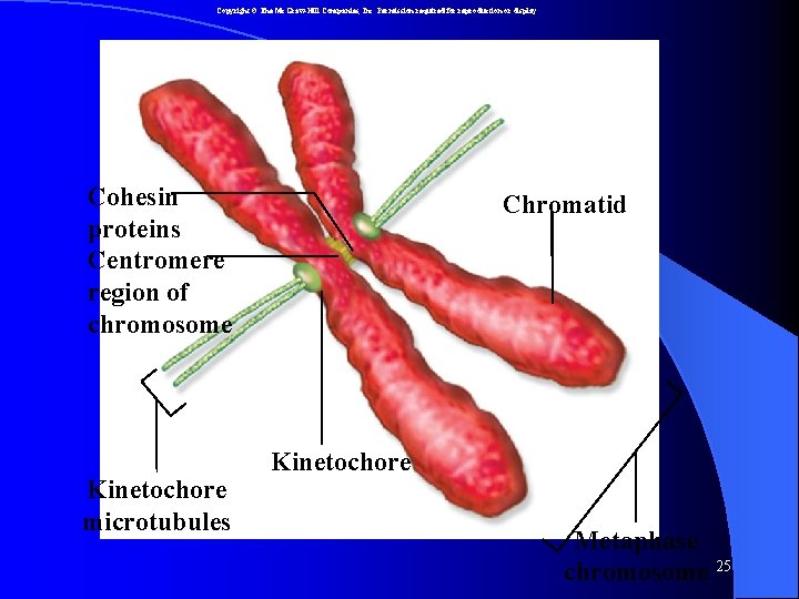 Copyright © The Mc. Graw-Hill Companies, Inc. Permission required for reproduction or display. Cohesin