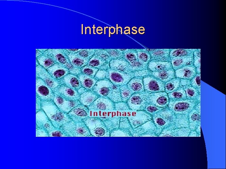 Interphase 